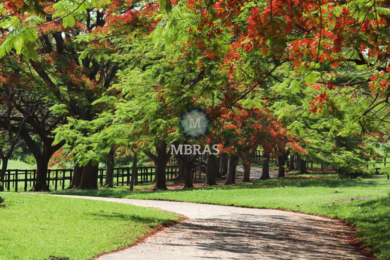 Terreno 21.200mts2 | Fazenda Boa Vista | Mata Nativa - foto 0